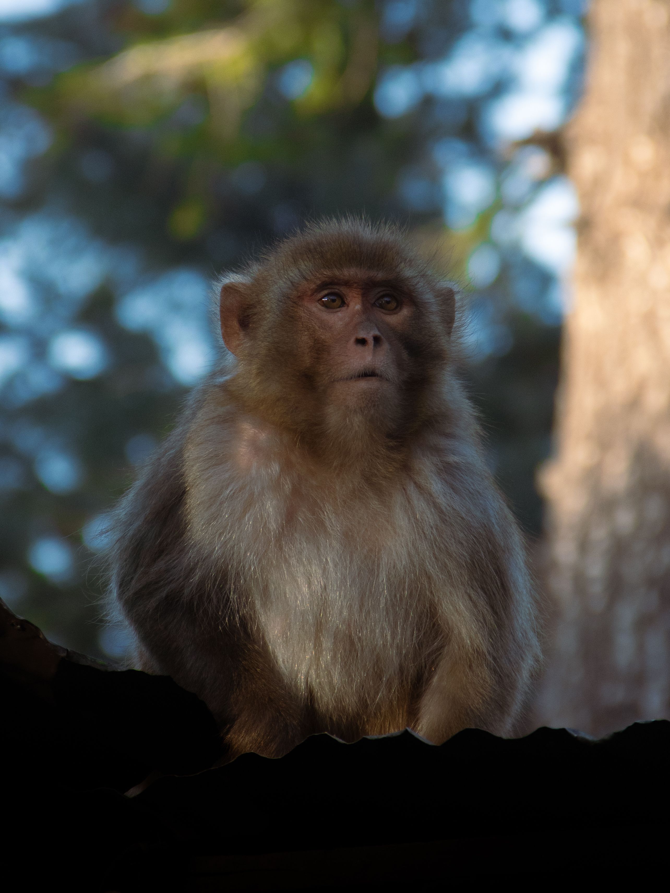 Macaque Rhésus Sauvage Dans La Forêt De Murree · Photo gratuite