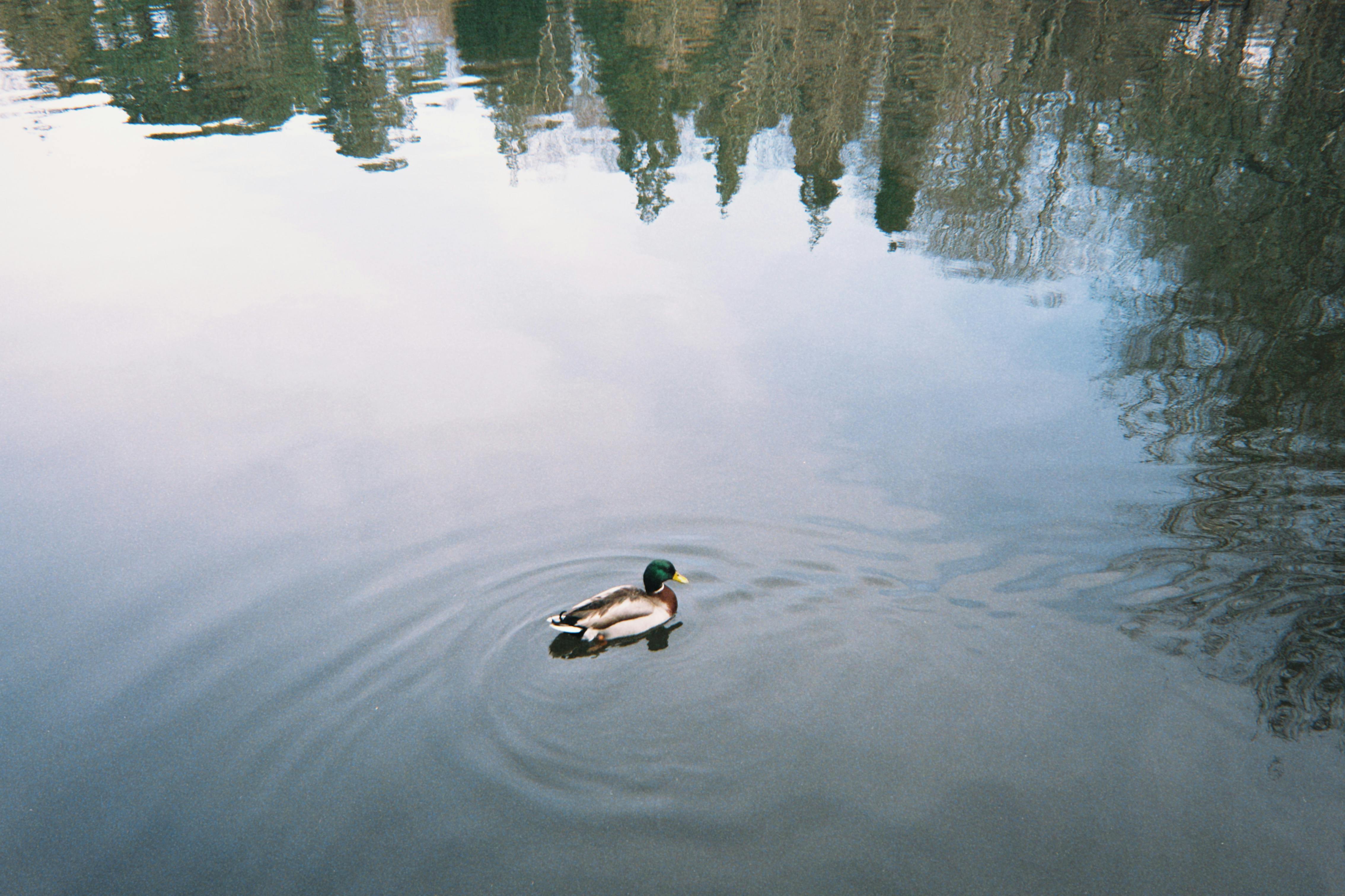 Gratis Un'anatra selvatica che scivola pacificamente su un lago calmo, con i riflessi degli alberi in una giornata limpida. Foto a disposizione