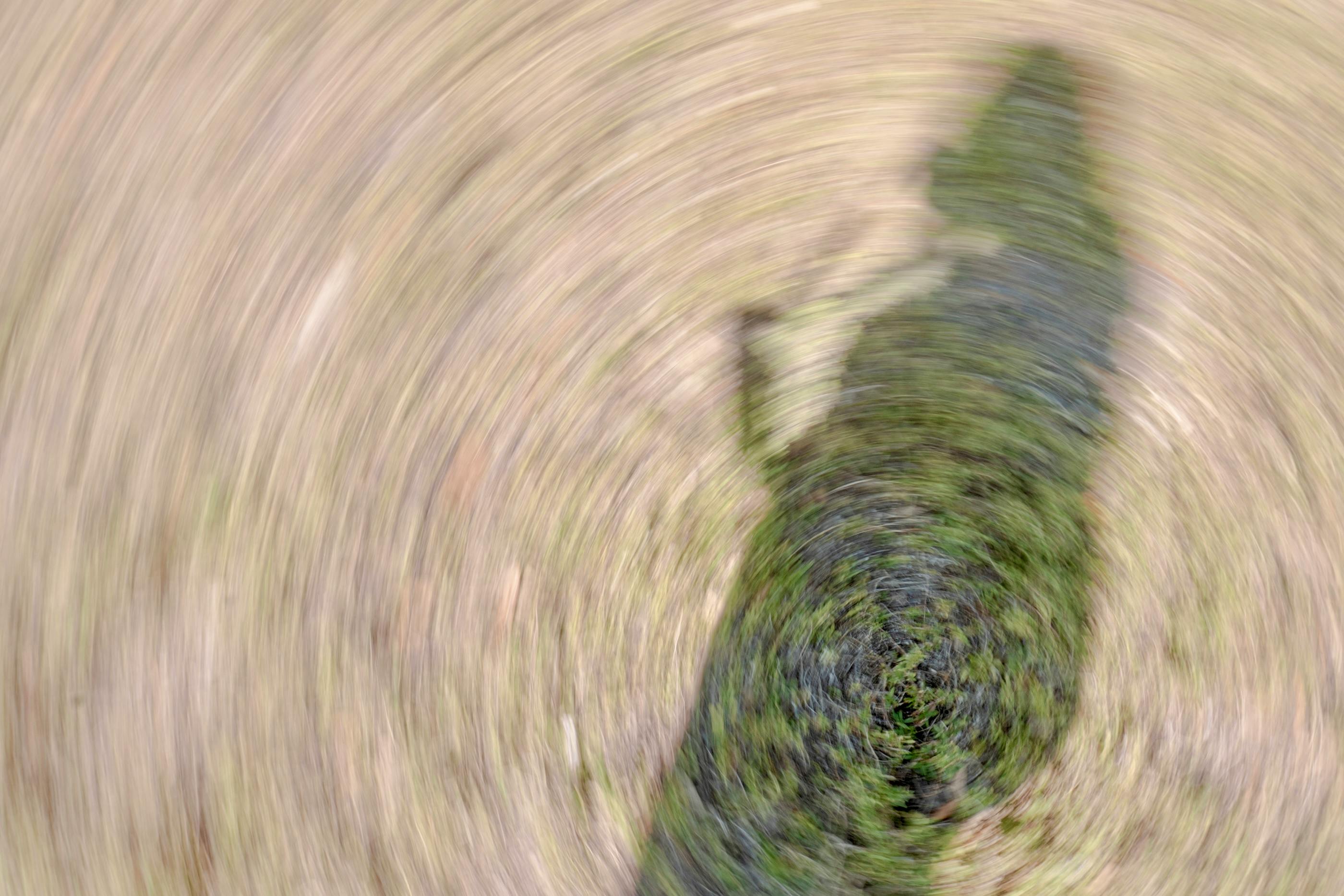 Kostnadsfria Suddig skugga över gräs med en konstnärlig virveleffekt. Stock foto