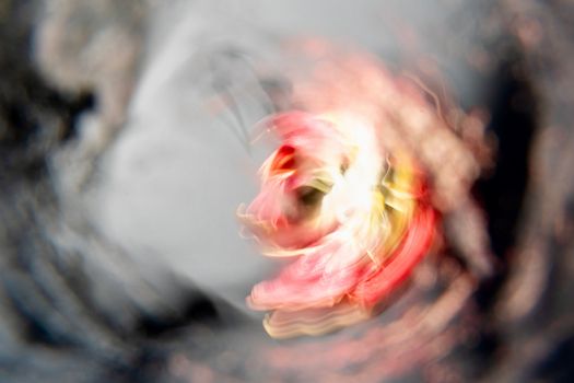 Dynamic abstract image showcasing swirling motion blur of red petals.