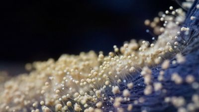 Fungal Networks Communicate Via Electrical Impulses