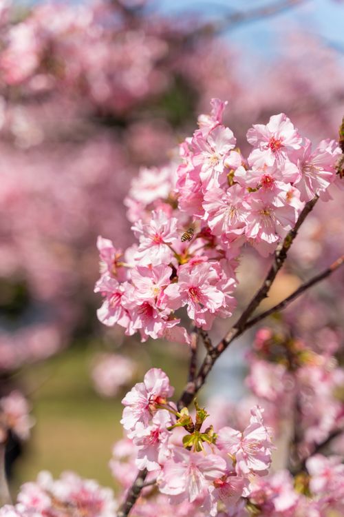 Free Close-up of vibrant pink cherry blossoms in full bloom during springtime outdoors. Stock Photo