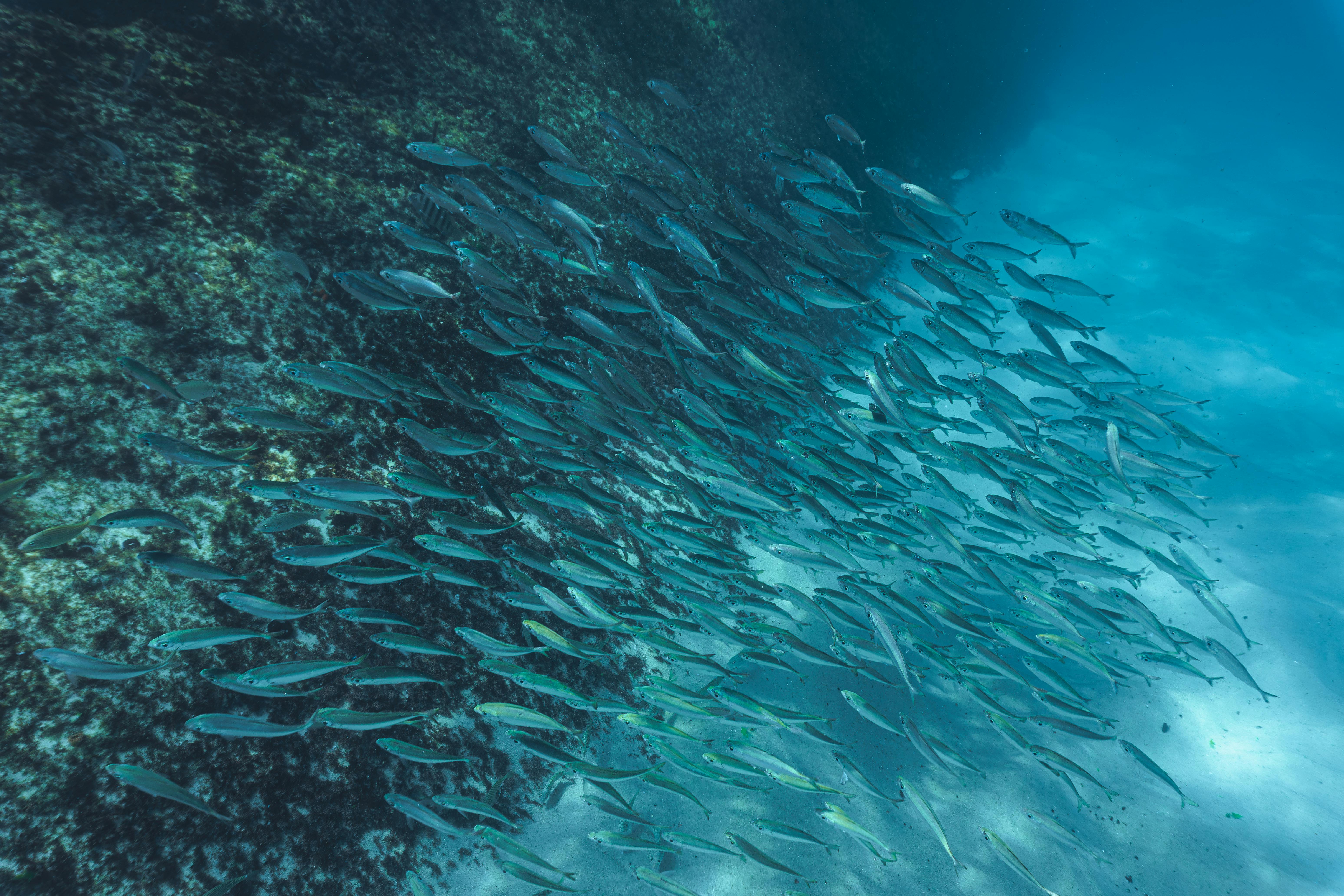 dive schools sydney