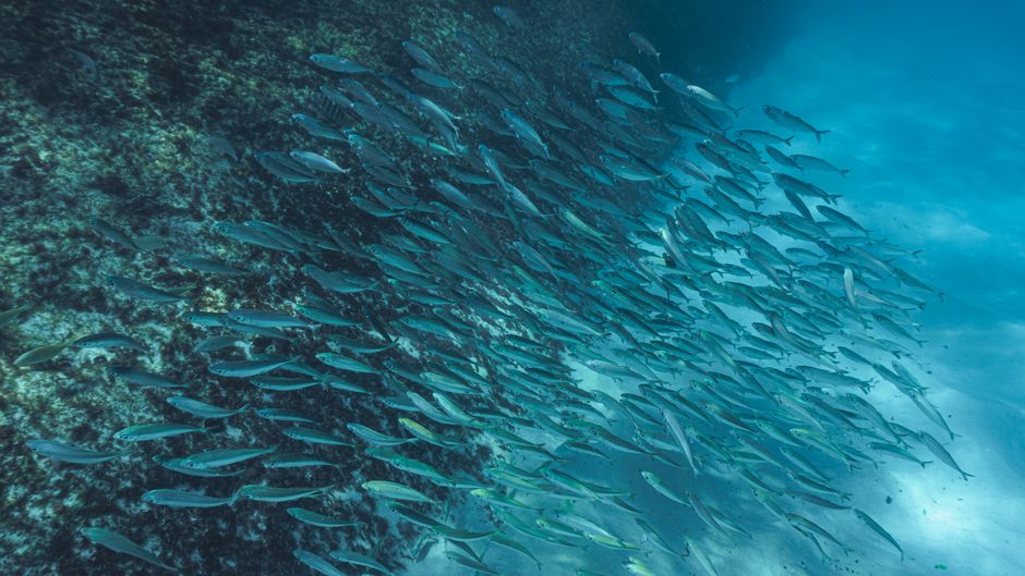 dive schools sydney