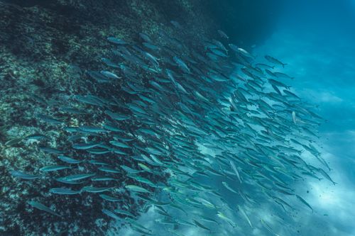 Free A vibrant underwater scene with a school of fish in clear, sunlit ocean waters. Stock Photo