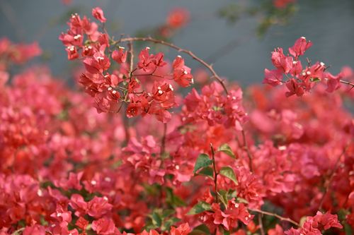 Free Bright pink bougainvillea flowers capturing the essence of summer outdoors in vivid detail. Stock Photo