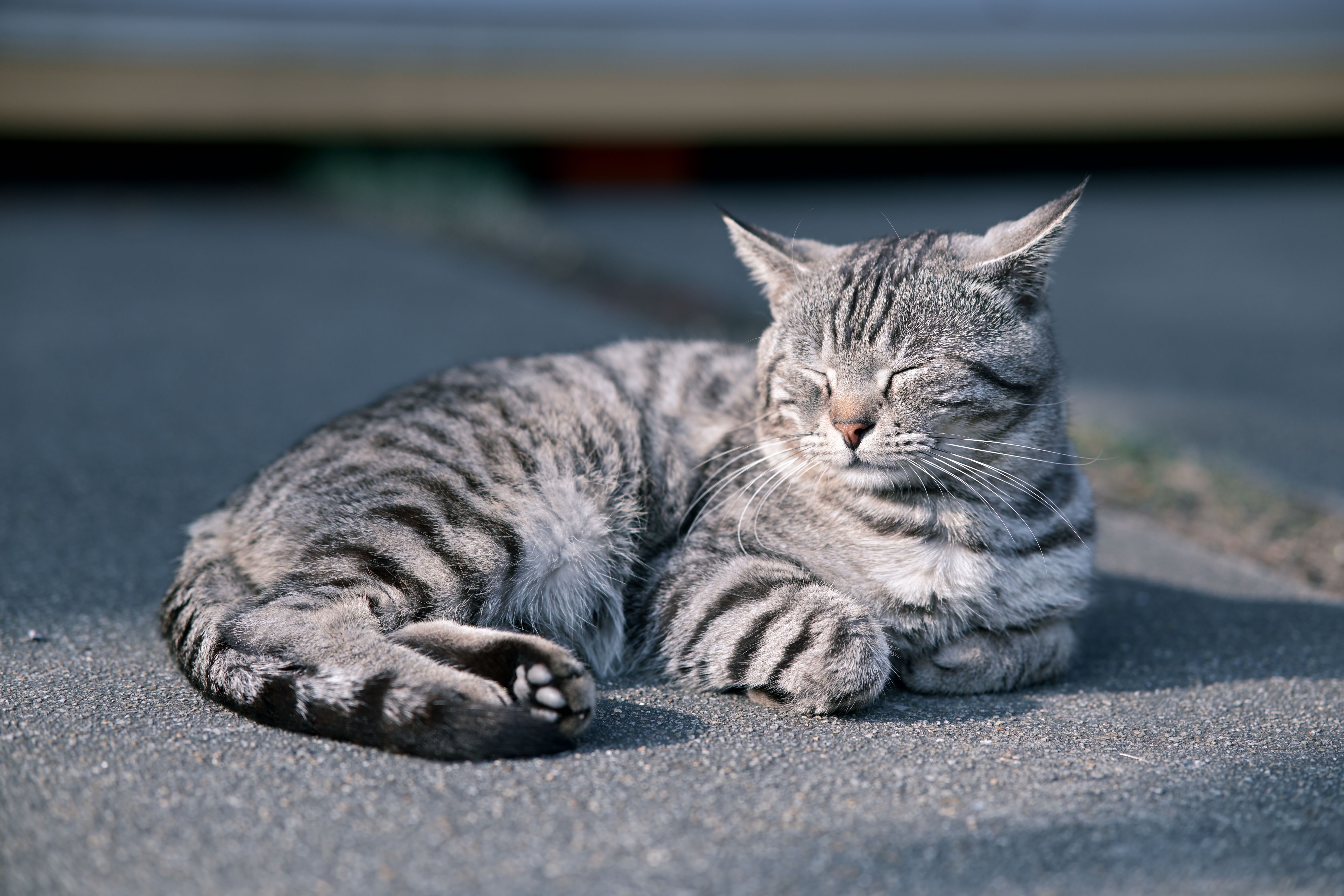 American Shorthair tabby cat with alert expression and green eyes