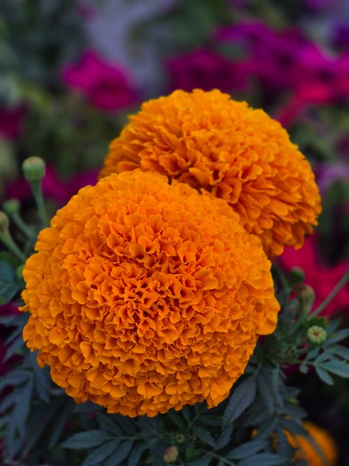 Free Vivid orange marigold flowers in bloom, showcasing intricate petal detail. Stock Photo