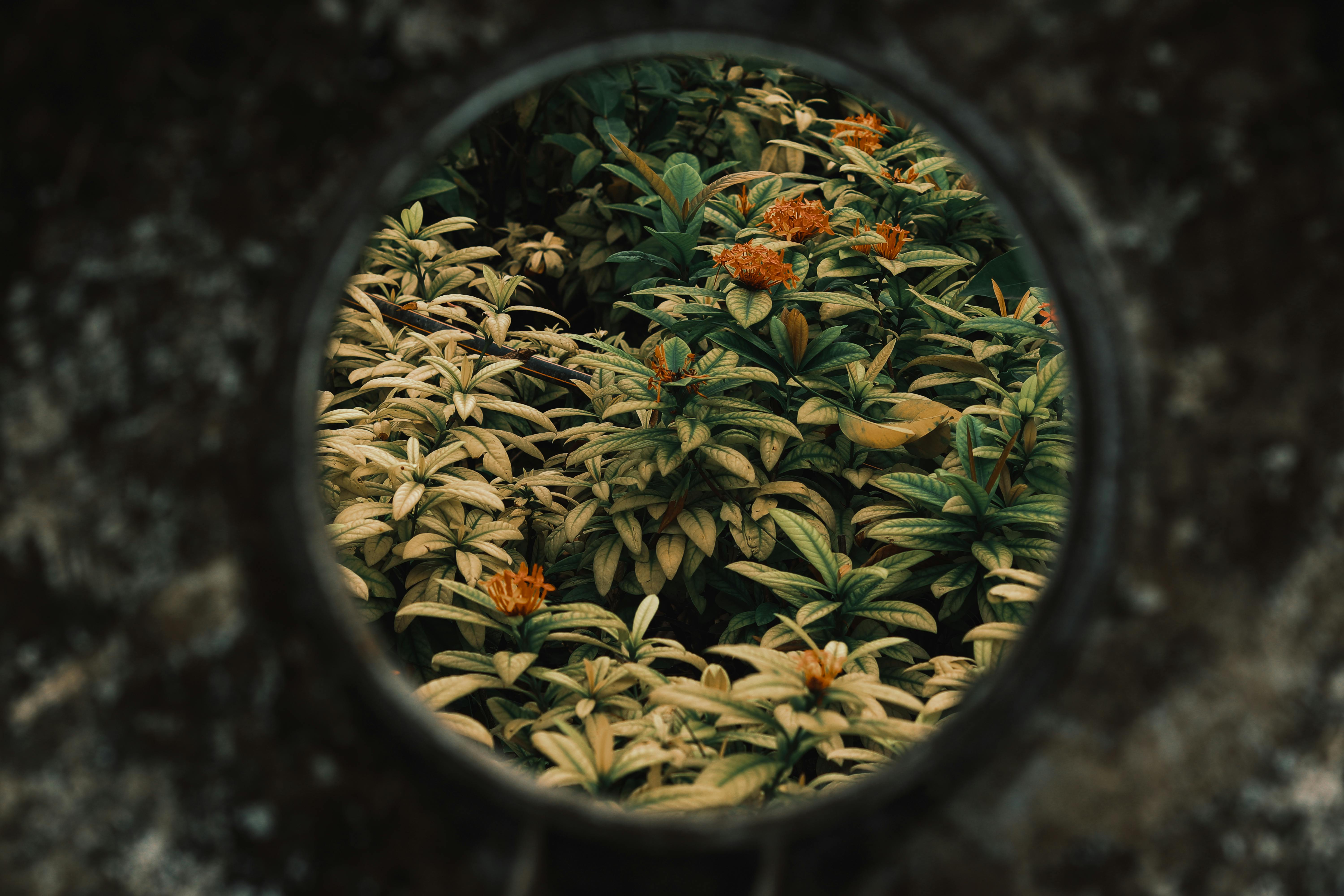 無料 アースカラー, オレンジの花, オレンジ色の花の無料の写真素材 写真素材