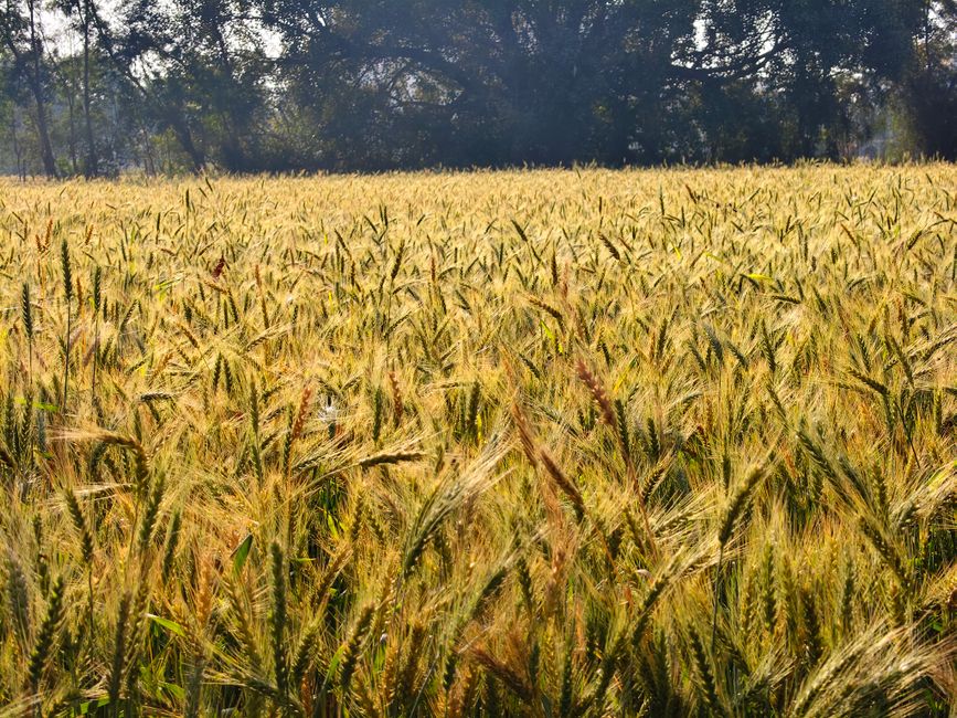 wheat harvest field india wheat harvest field india
