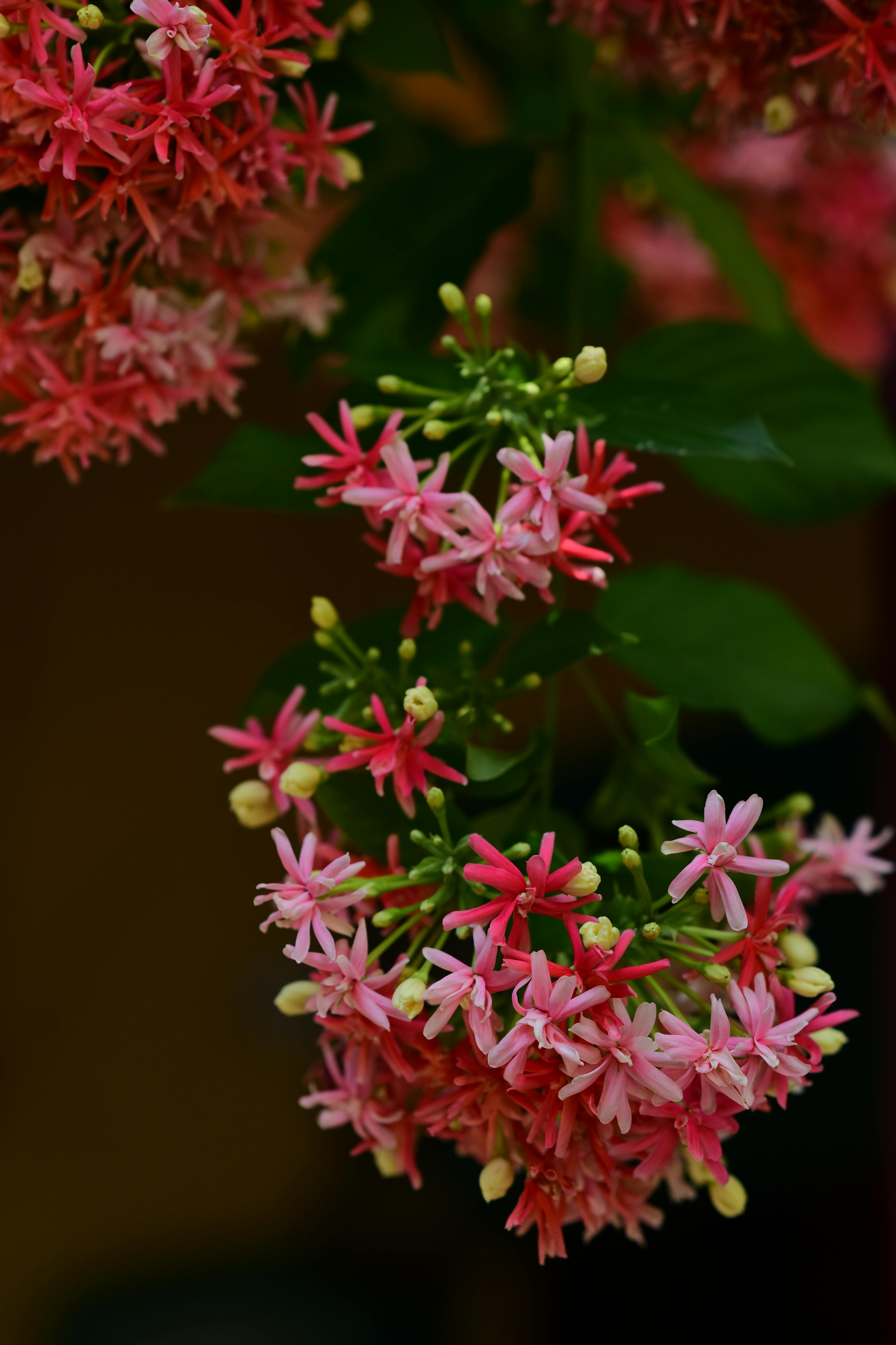 [ColoSach]-close-up-of-vibrant-pink-and-red-rangoon-creeper-flowers-in-full-bloom,-showcasing-their-delicate-beauty.
