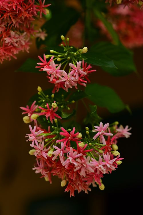 Free Vivid close-up of pink Rangoon Creeper flowers against a soft background. Stock Photo