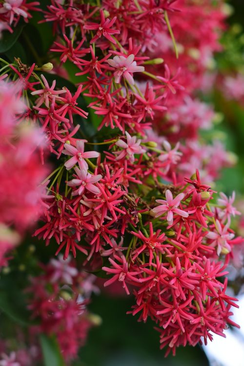 Free Vibrant Rangoon Creeper flowers in full bloom, displaying vivid reds and pinks. Stock Photo