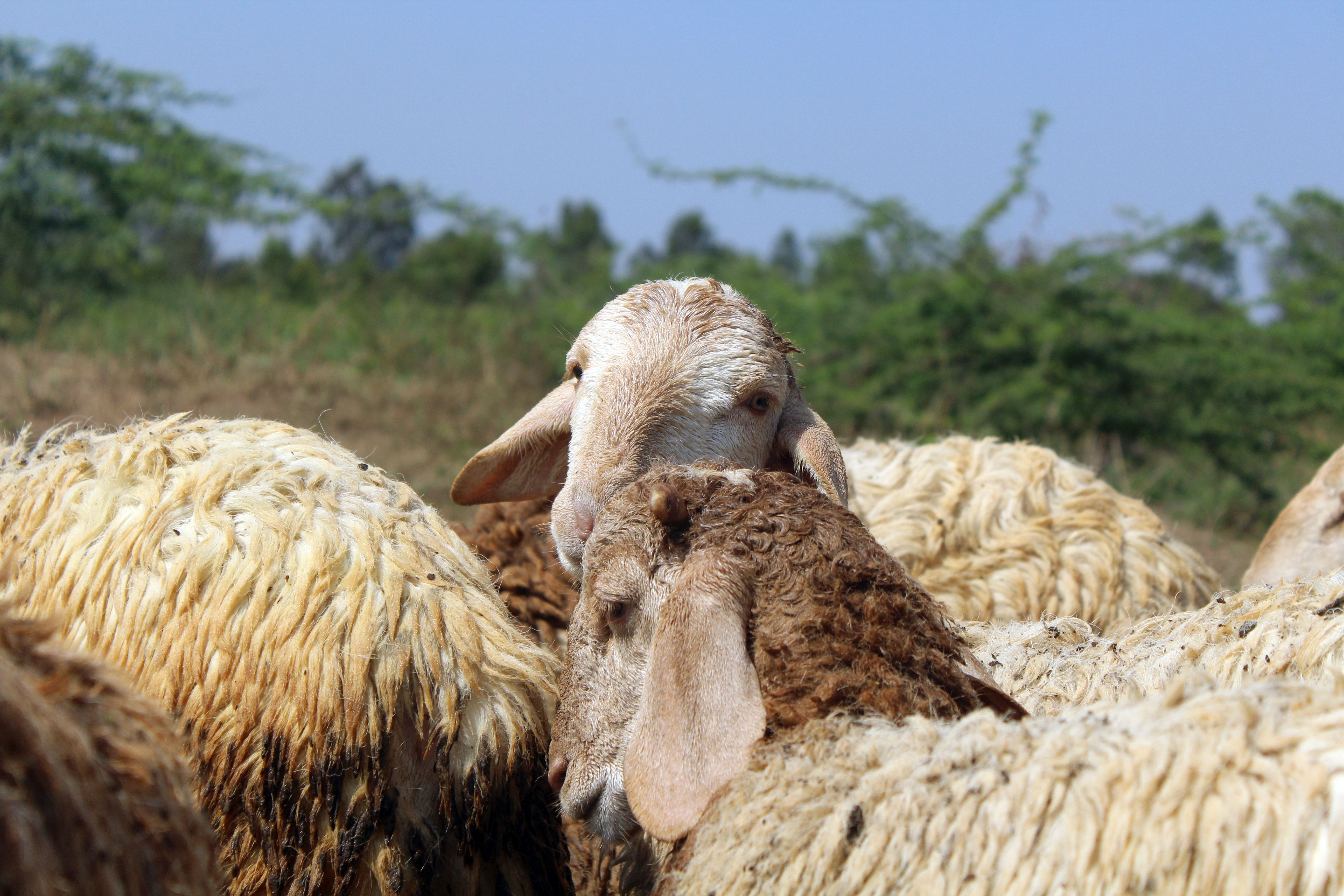 Veterinarian examining a sheep during a checkup