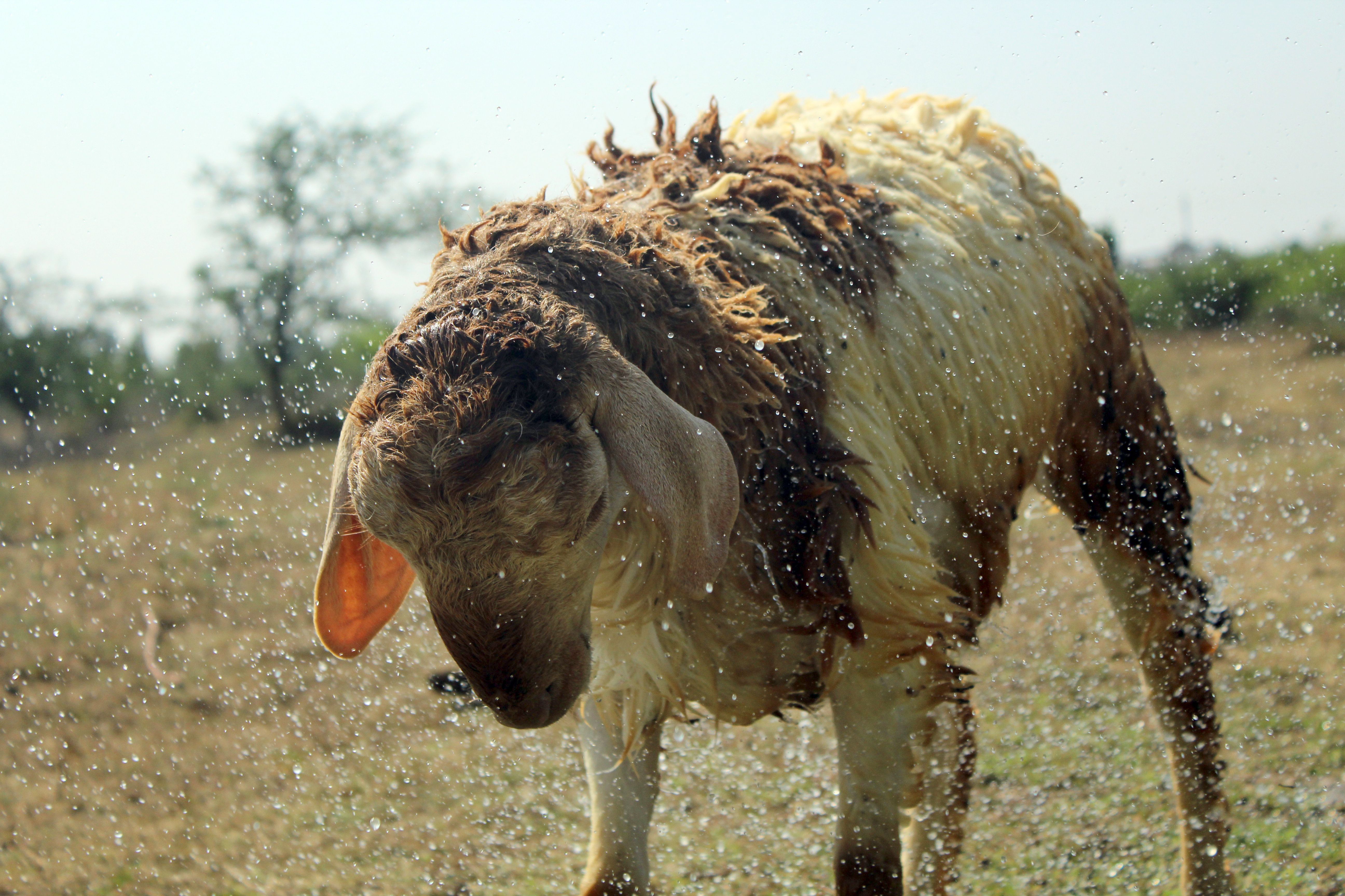 Refreshing Sheep Shaking Off Water in Rural India · Free Stock Photo