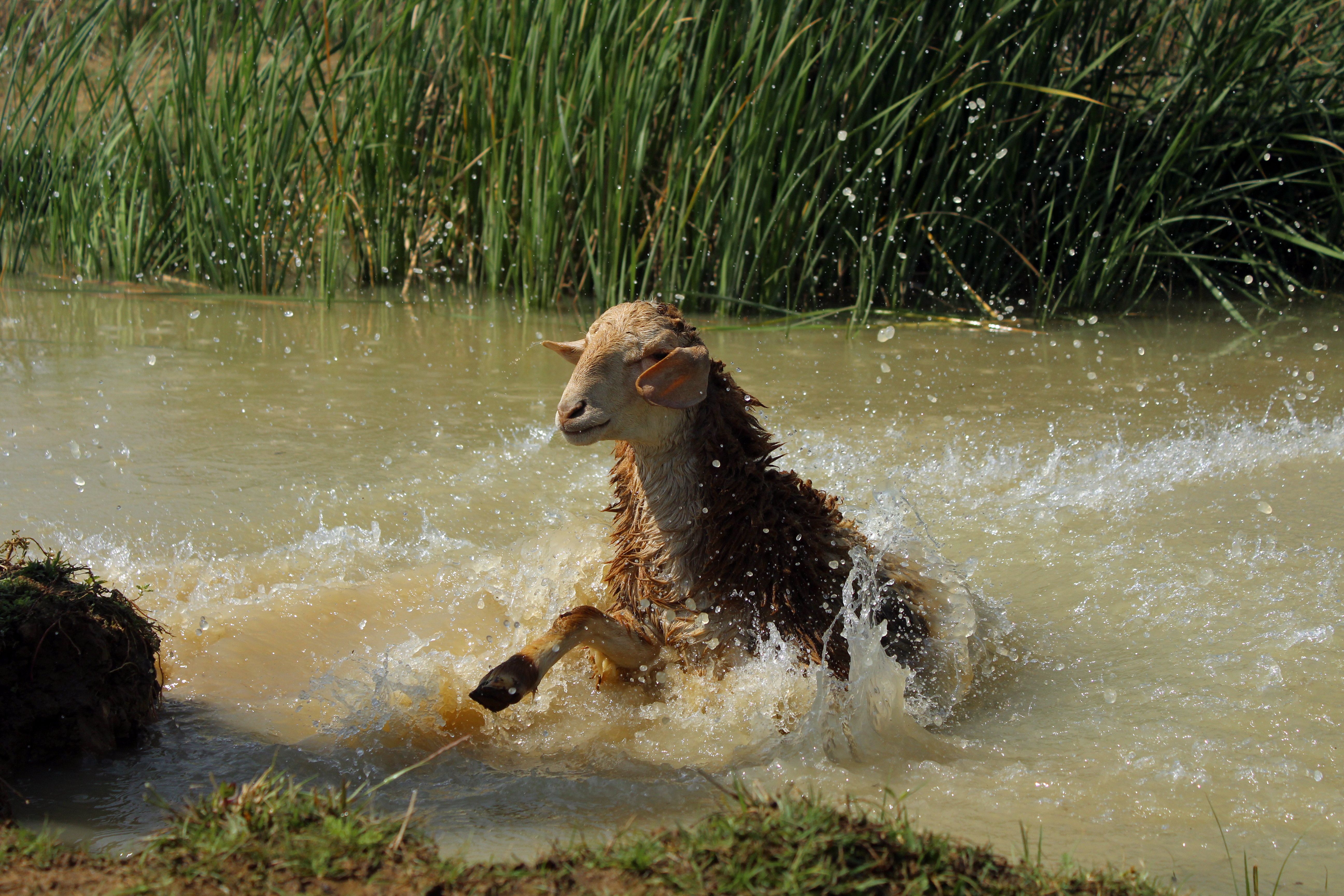 Energetic Sheep Splashing in a Rural Pond · Free Stock Photo
