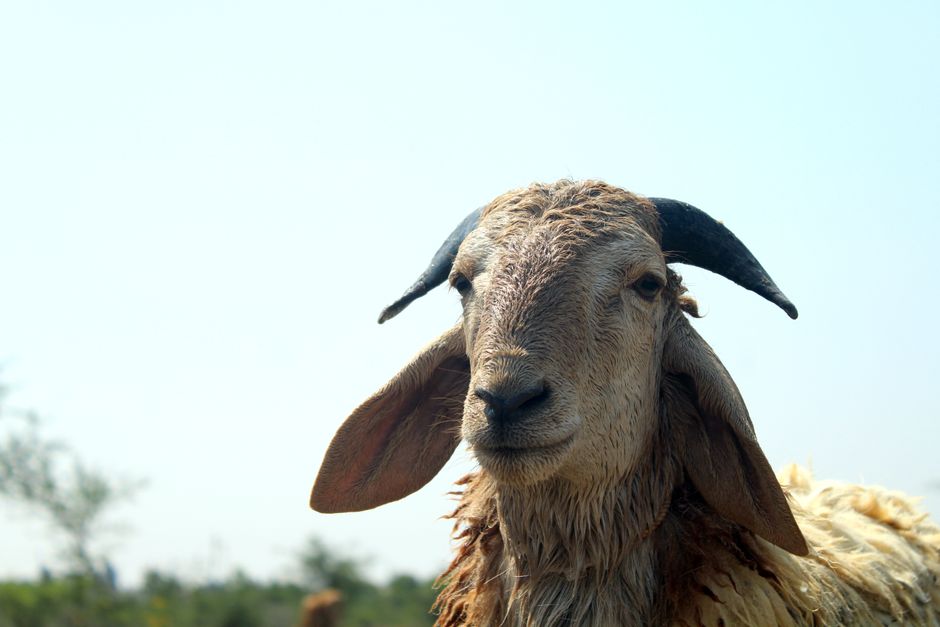 Close-up portrait of a goat in rural Karnataka, showcasing natural beauty and countryside life.