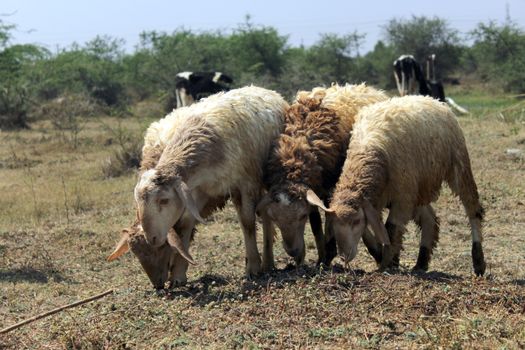 Group of sheep grazing in a rural field in Kolar, Karnataka, India.