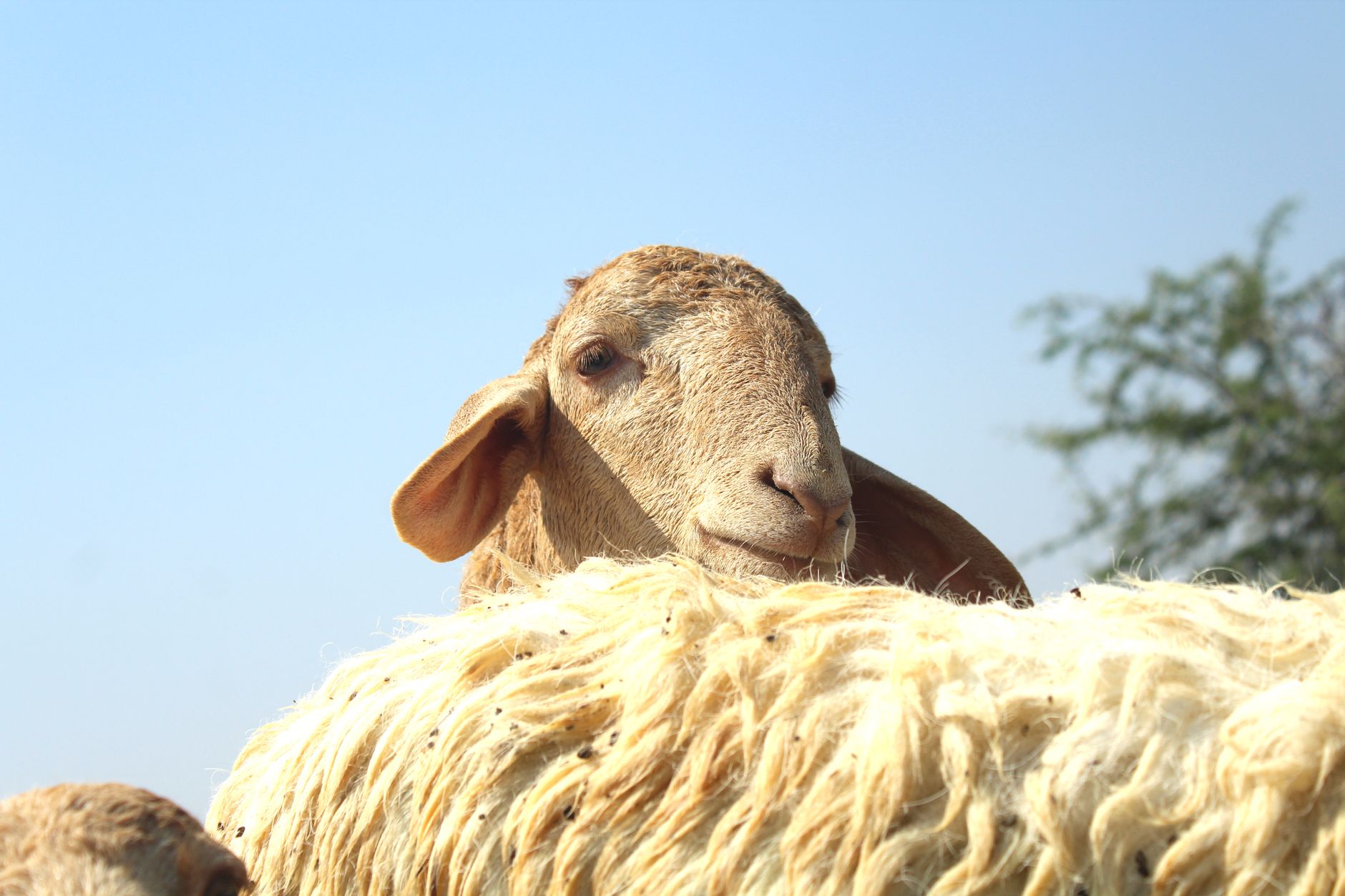 Veterinarian examining a sheep during a checkup