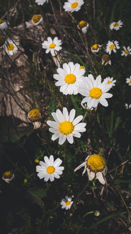 Free Beautiful close-up of white daisies with yellow centers in a natural setting, showcasing vibrant spring blooms. Stock Photo