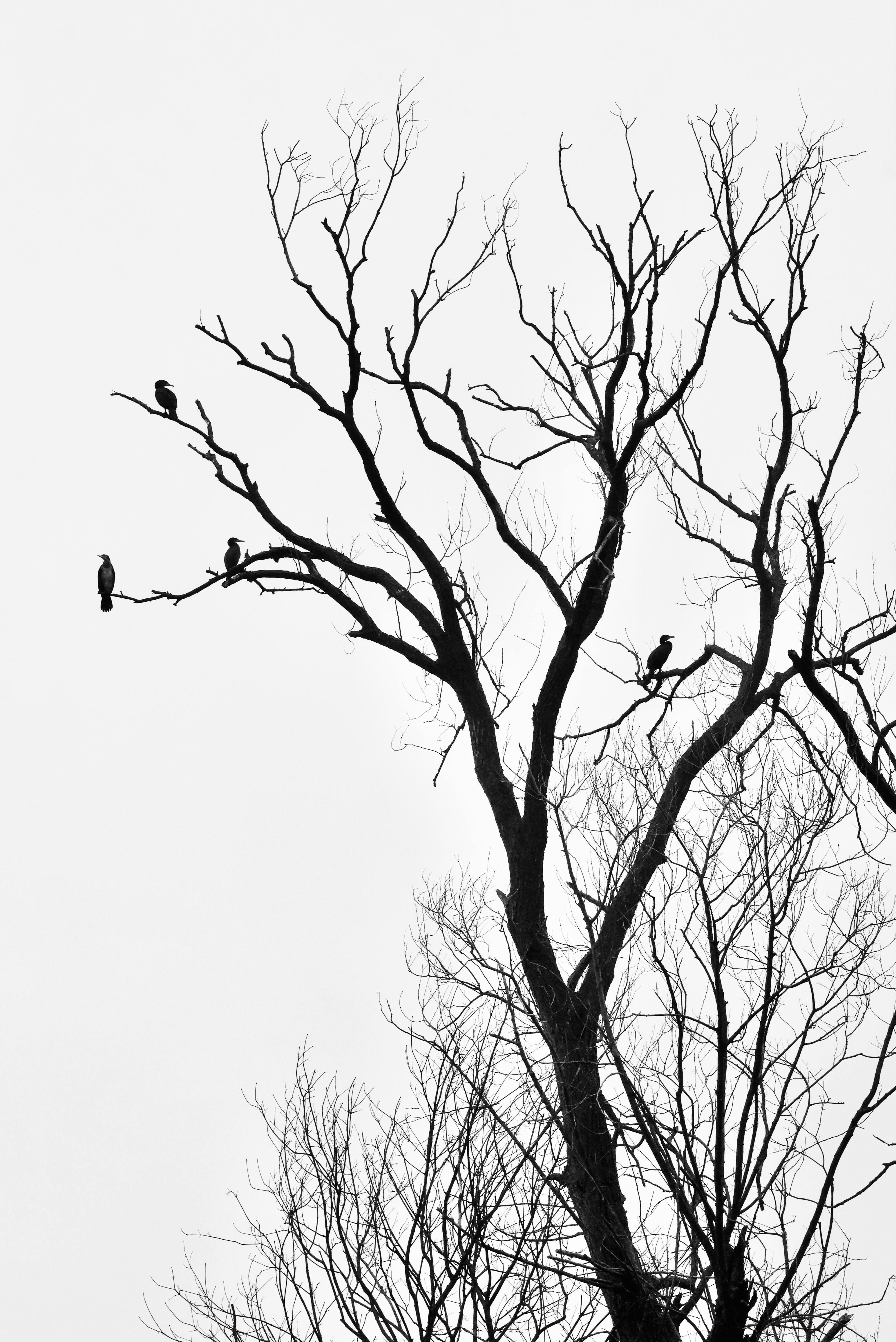 Gratis Immagine gratuita di albero, albero sterile, artistico Foto a disposizione