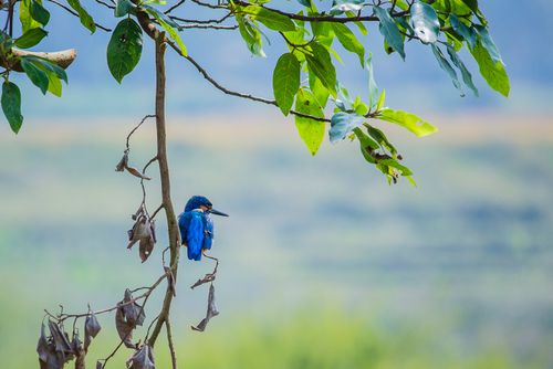 Free Colorful kingfisher bird on a tree branch with lush green leaves outdoors. Stock Photo