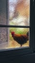 Colorful Rooster Seen Through Frosted Glass Window
