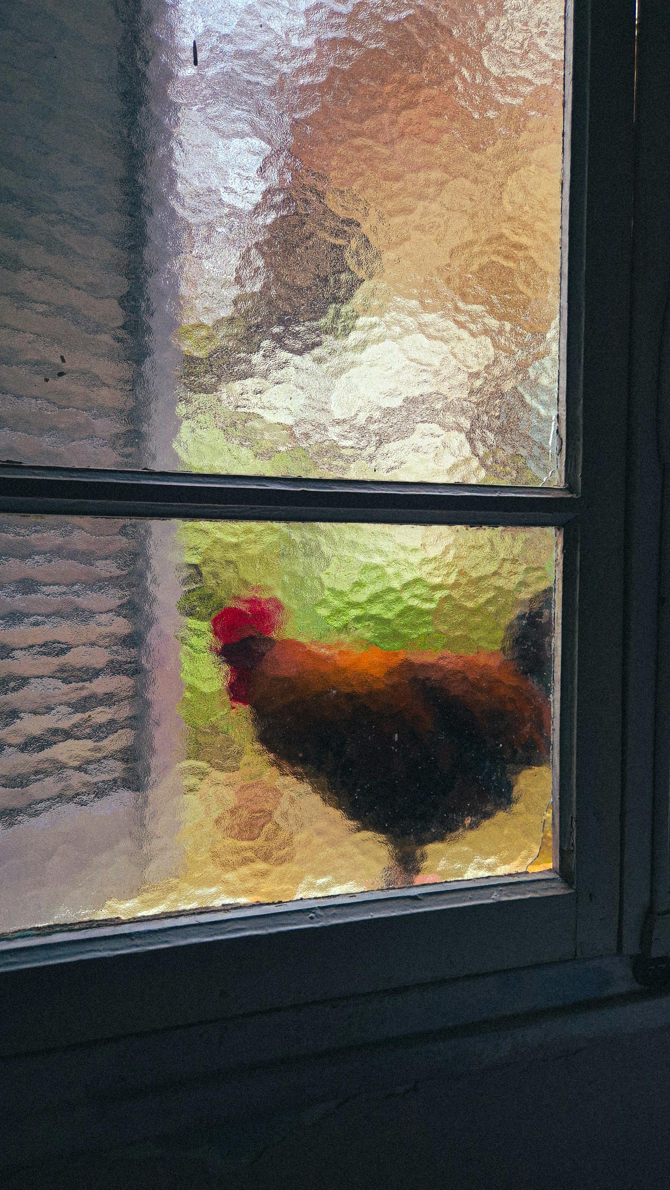 Colorful Rooster Seen Through Frosted Glass Window