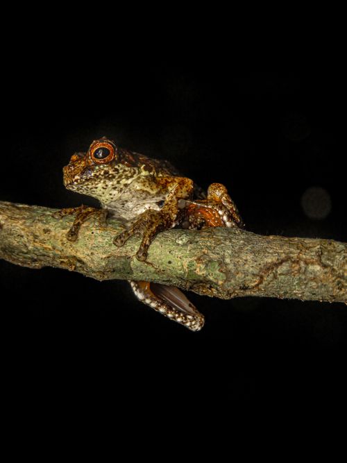 Free Close-up of an Amazon tree frog on a branch at night, highlighting natural camouflage. Stock Photo
