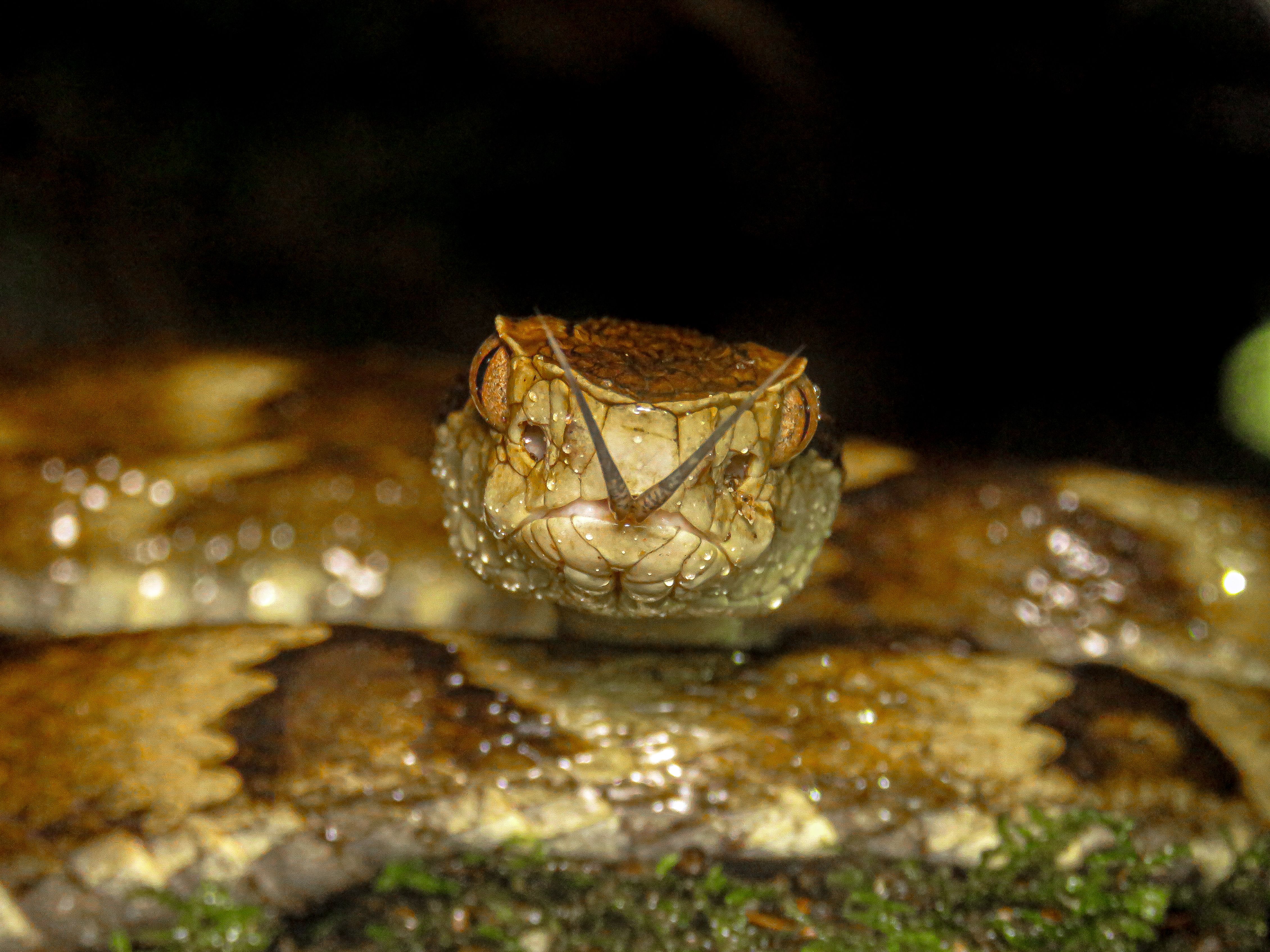 Close-Up of a Brazilian Snake in Natural Habitat · Free Stock Photo