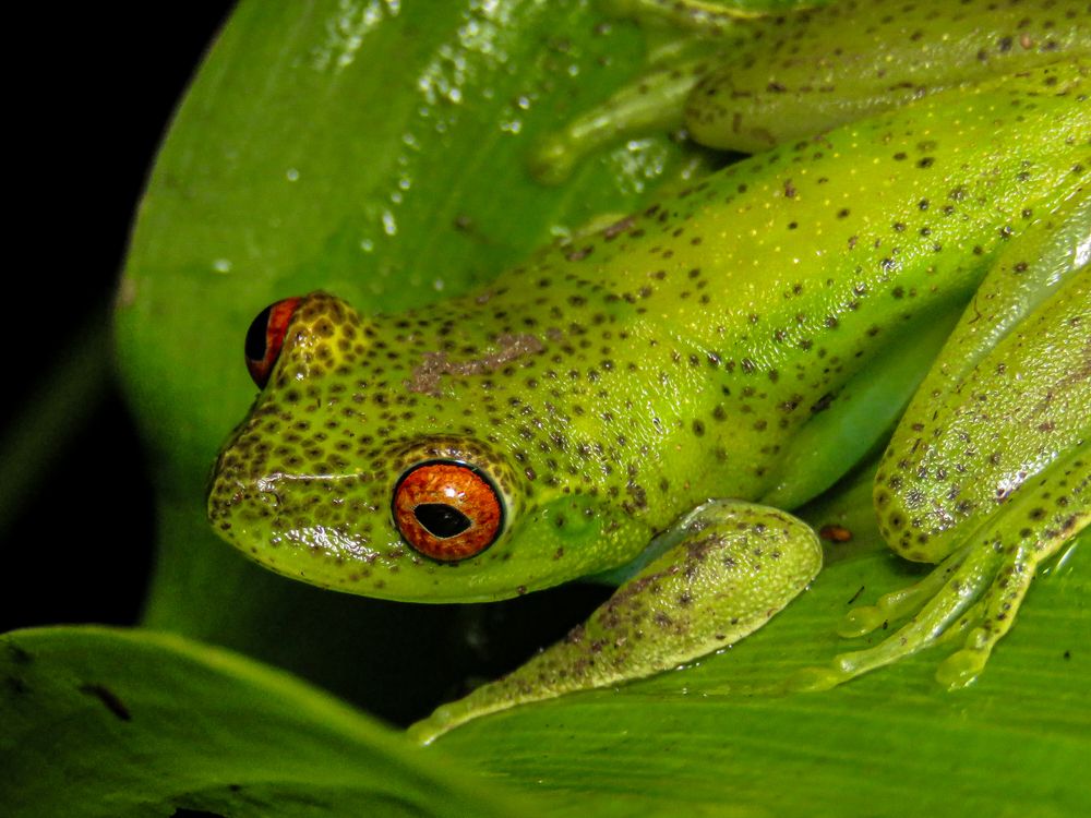 Close-up of a vibrant Amazonian tree frog · Free Stock Photo