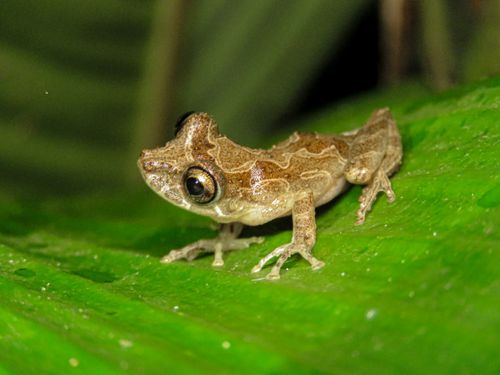 Free Close-up of a Brazilian tree frog perched on a green tropical leaf, showcasing its natural habitat. Stock Photo
