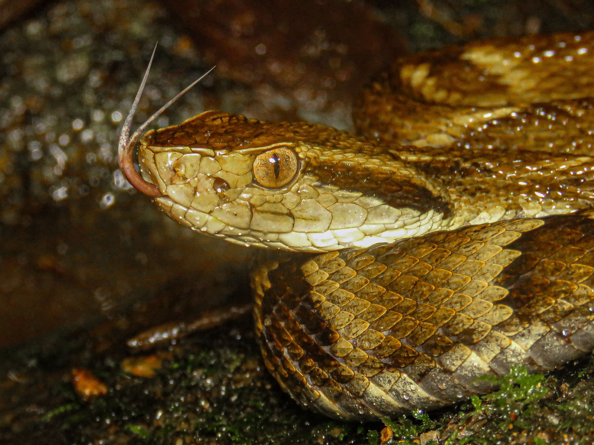 A detailed close-up of a Bothrops asper snake showcasing its scales and slit-like eyes.