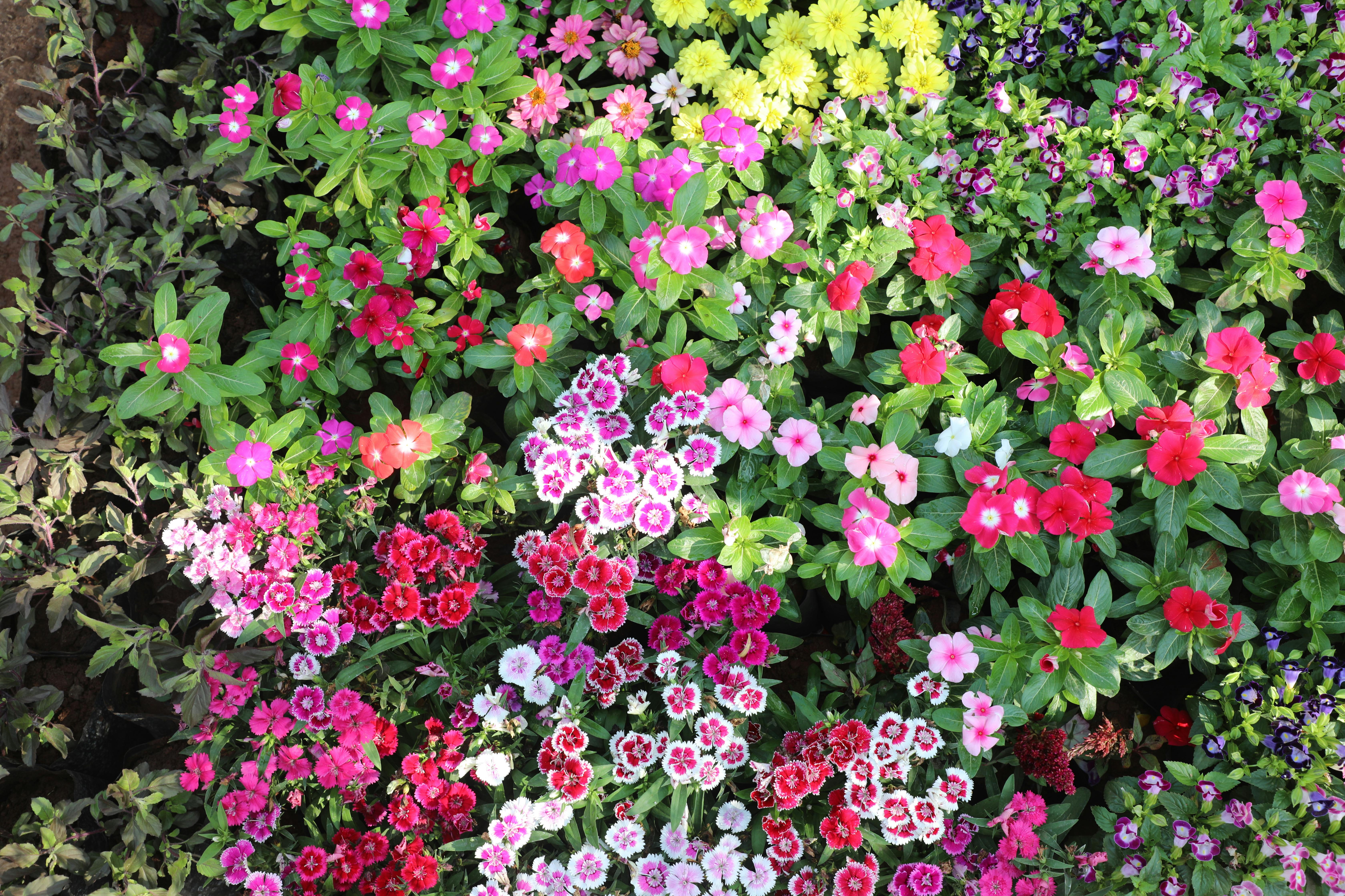 [ColoSach]-a-top-view-of-a-diverse-collection-of-colorful-garden-flowers-in-full-bloom,-showcasing-nature's-beauty.