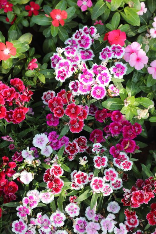 Free Vibrant Dianthus flowers in full bloom, displaying a range of pinks, reds, and whites. Stock Photo