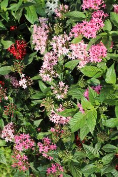 Close-up of pink and red Pentas flowers with lush green leaves in full bloom.