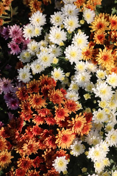 Free A beautiful collection of colorful chrysanthemums, showcasing a mix of warm and vibrant autumn colors under natural daylight. Stock Photo