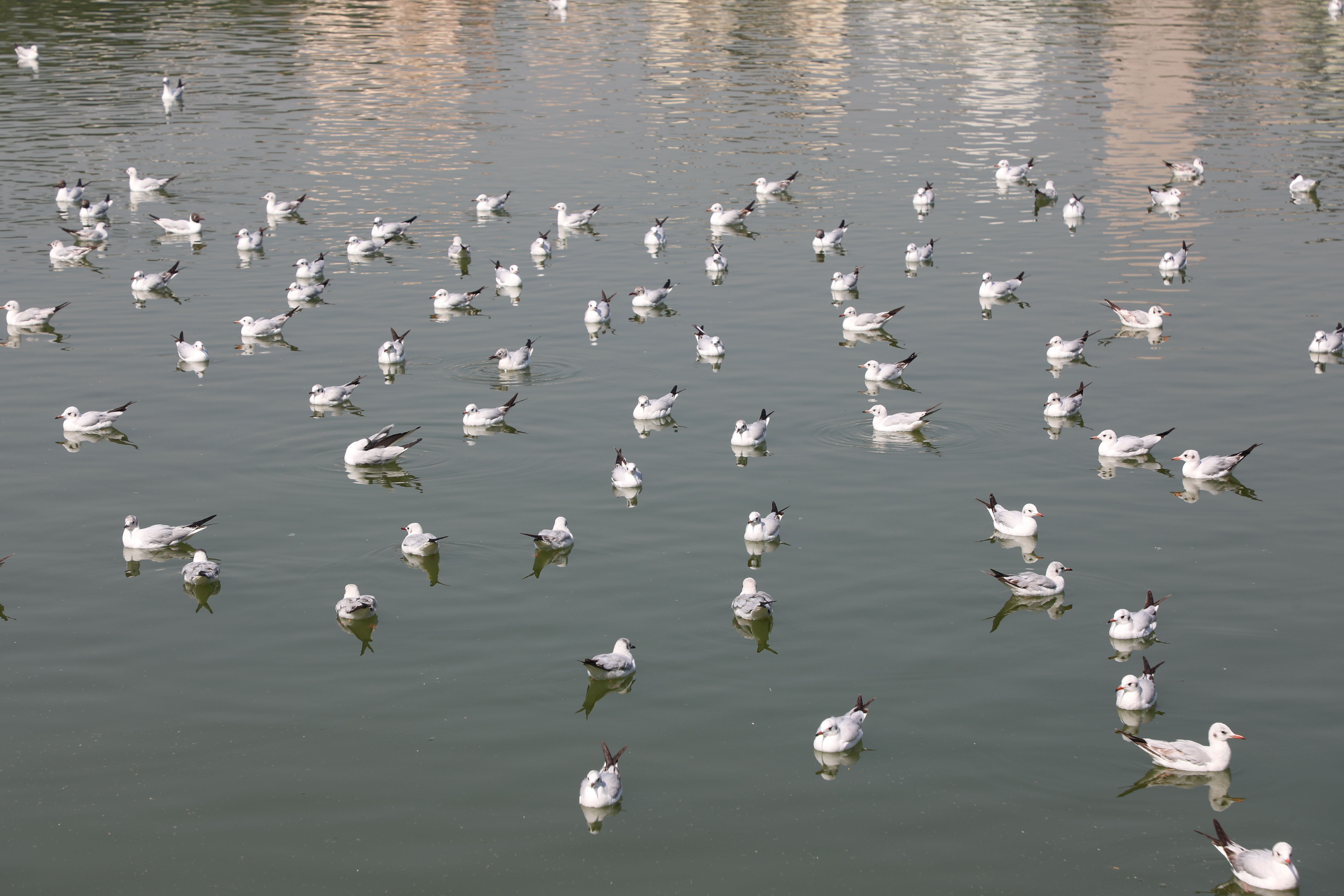 birds see their reflection