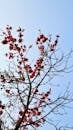 Silk Cotton Tree in Full Bloom Against Sky