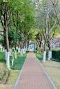 Peaceful Tree-Lined Walkway in Scenic Park