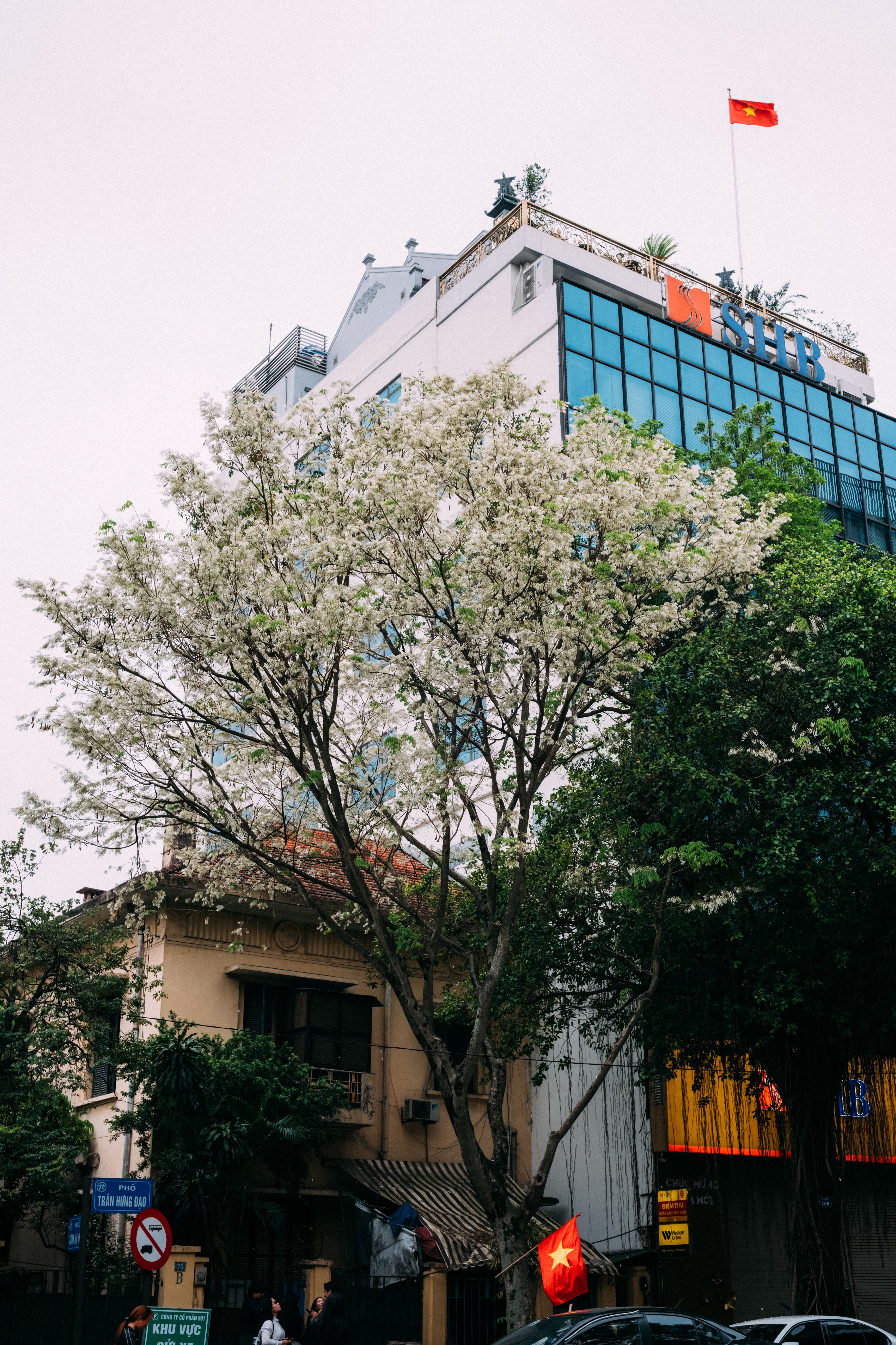 Urban scene in Hanoi featuring a blossoming tree and modern architecture under a cloudy sky.