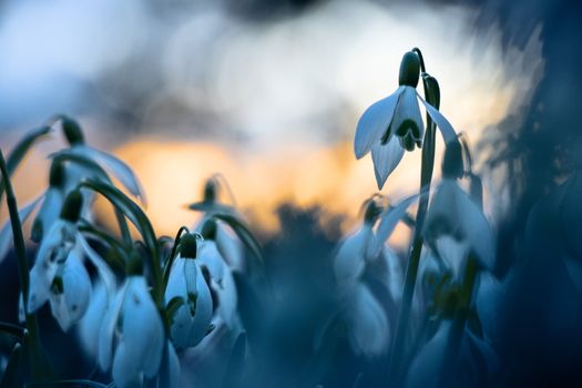 Snowdrops in soft focus at sunrise, capturing the serenity and beauty of spring blooms.