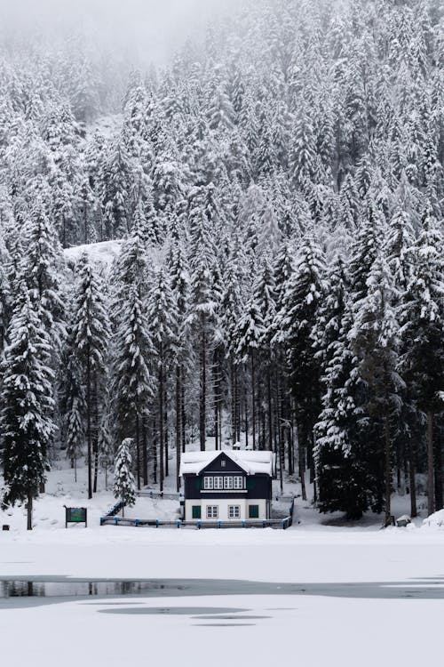 Free White and Black House Surrounded by Trees Covered With Snow Stock Photo