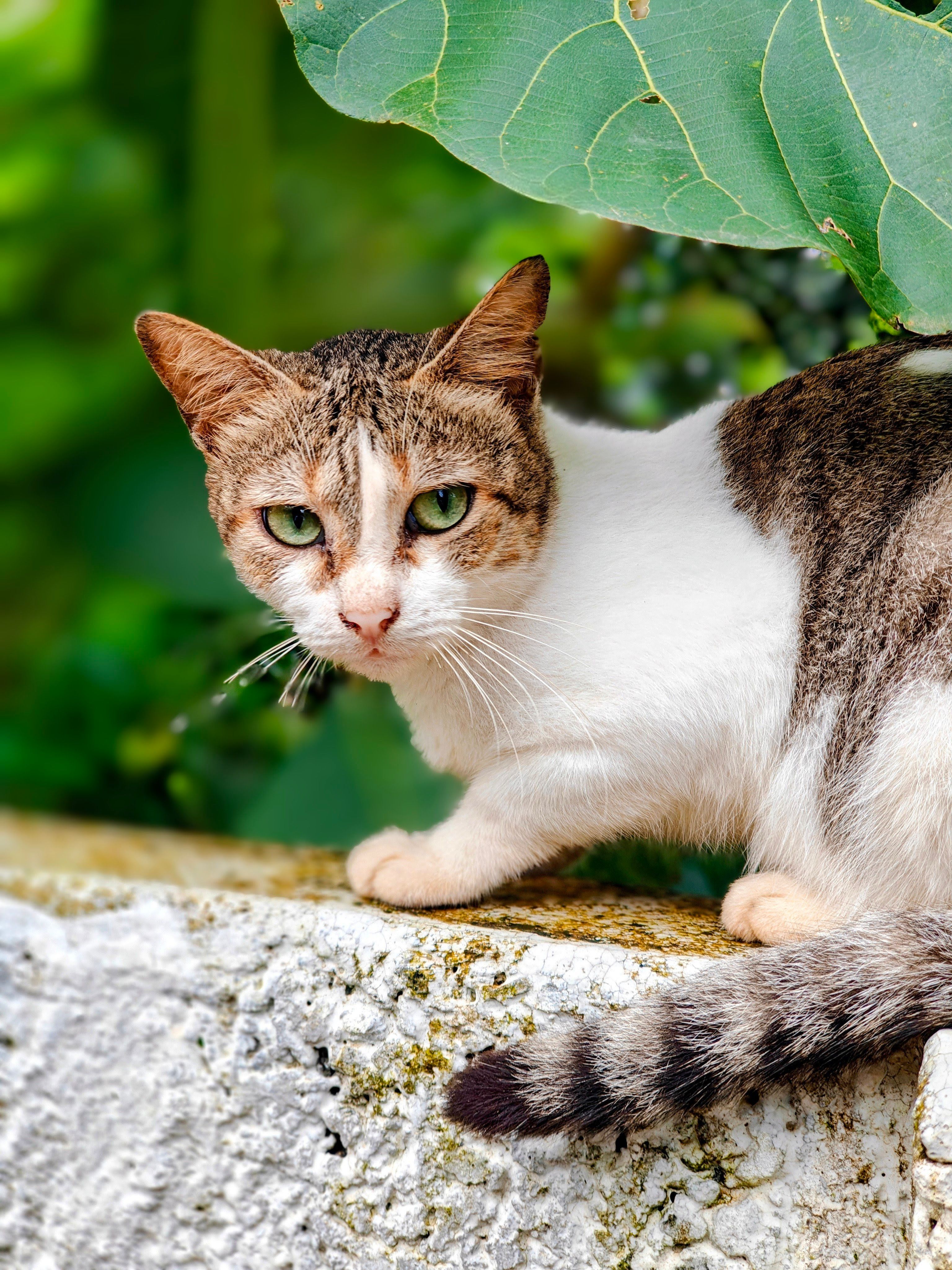 Close-up Portrait of a Tabby Cat on a Wall · Free Stock Photo