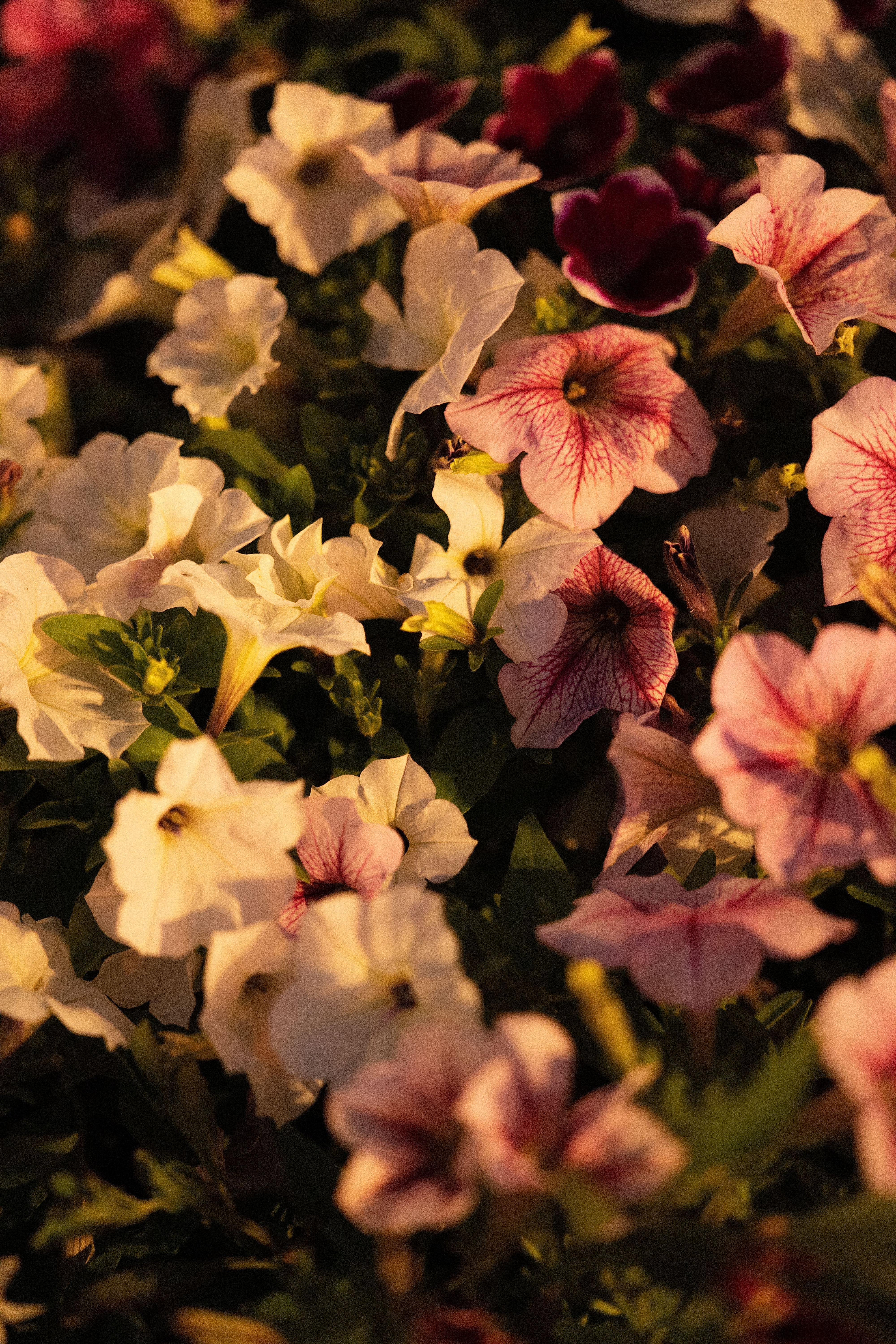 [ColoSach]-a-beautiful-close-up-of-assorted-petunias-in-delicate-evening-sunlight,-showcasing-a-blend-of-pink-and-white-blooms.