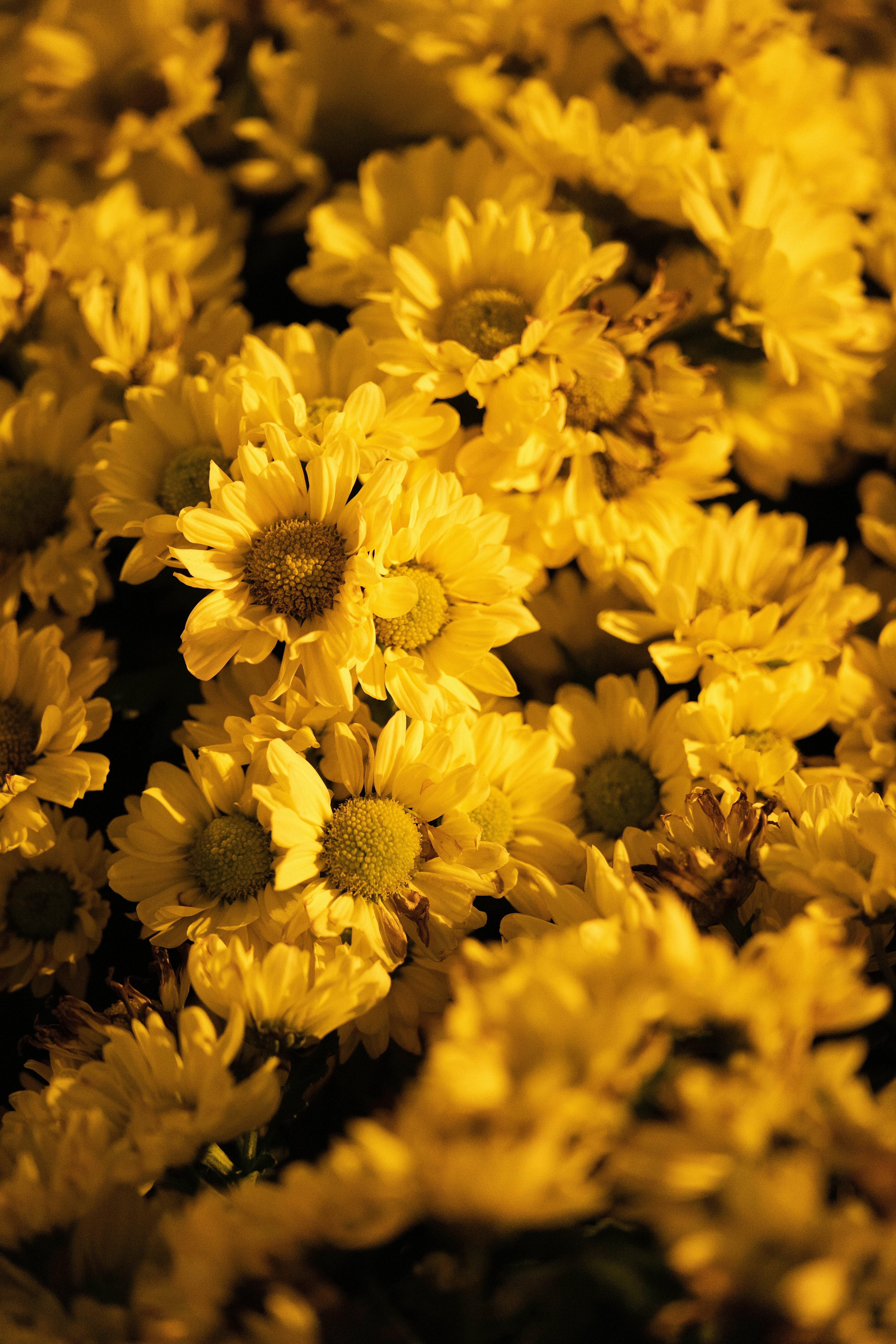 [ColoSach]-a-vibrant-display-of-yellow-chrysanthemums-basking-in-warm-sunlight,-showcasing-natural-beauty.
