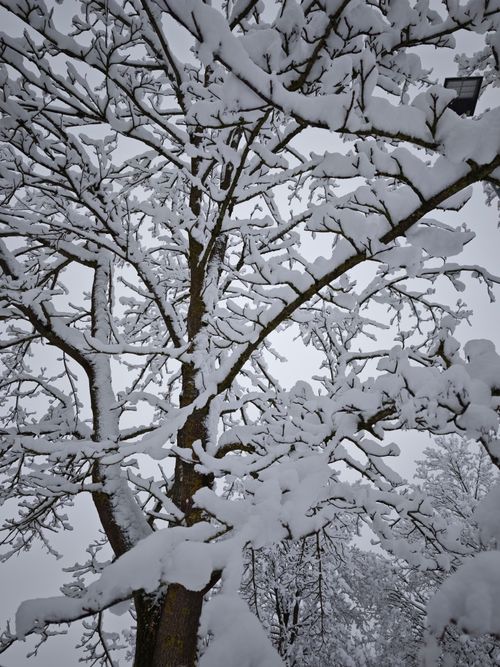 Free A tranquil scene of snow-laden branches, capturing the beauty of winter nature. Stock Photo