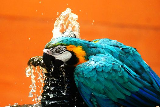 Blue and yellow macaw enjoying a refreshing bath in a fountain with an orange background.