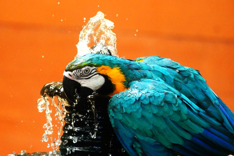 Birds Shampoo
