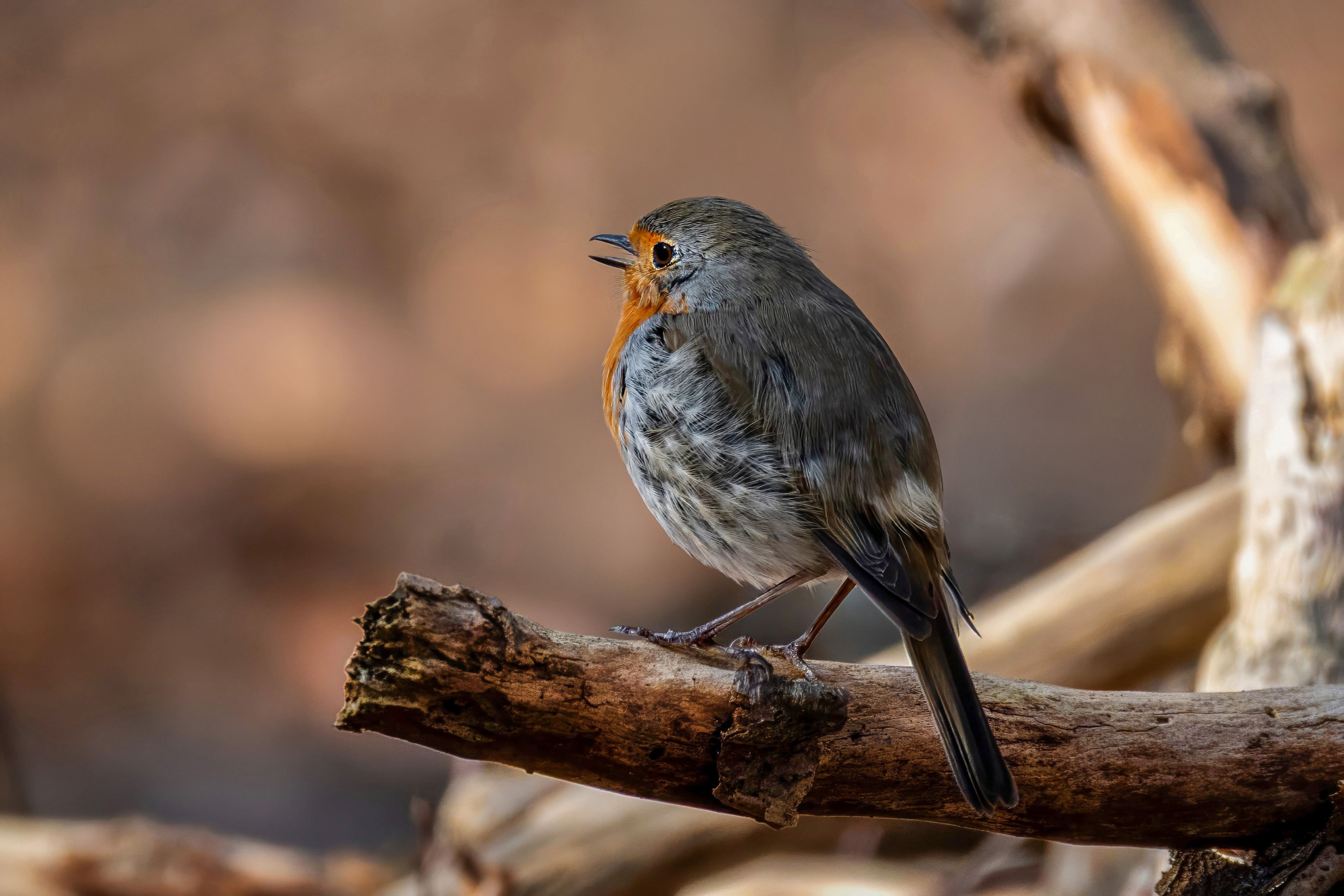 Charming European Robin in Natural Habitat · Free Stock Photo